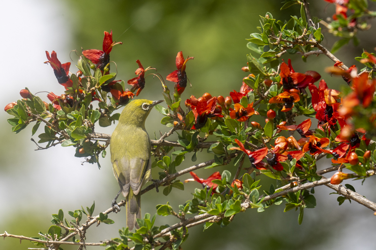 Abyssinian-White-eye-Somaliland-Mark-Beaman-1453.jpg