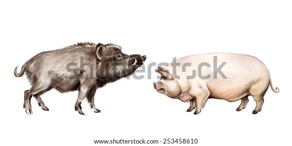 wild-boar-domestic-pig-sus-600w-253458610.jpg