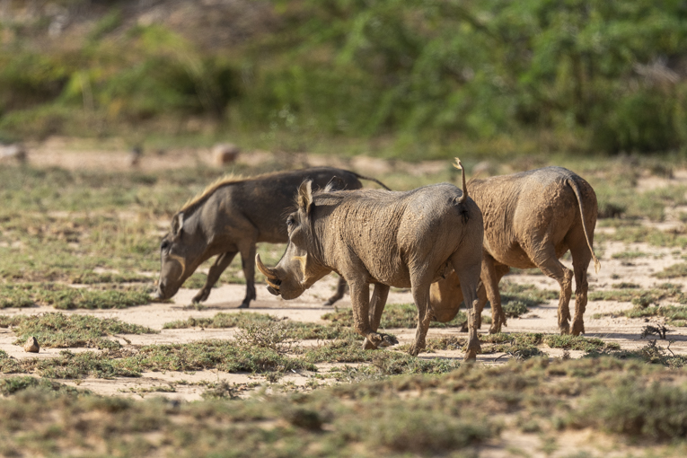 Desert-Warthogs-Somaliland-Mark-Beaman-0800.jpg