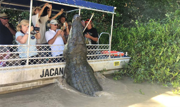 Australia-crocodile-tourist-boat-video-824483.jpg