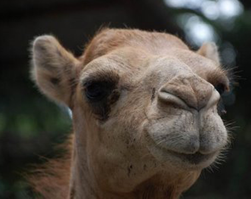 baby-camel-face.jpg