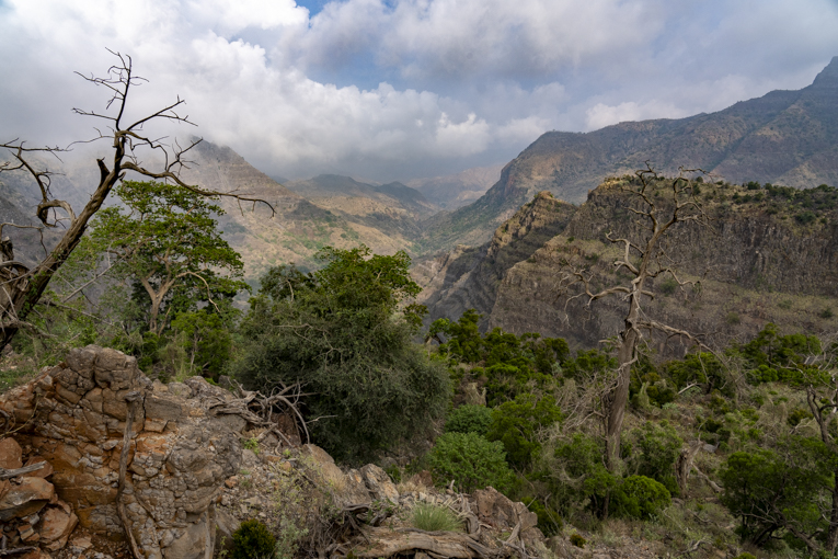 Foret-du-Day-Djibouti-Mark-Beaman-1376.jpg