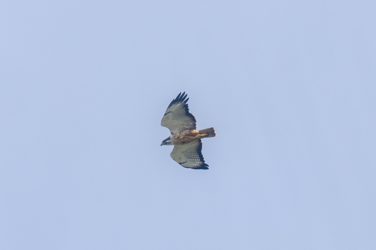 Archers-Buzzard-Somaliland-Mark-Beaman-1518.jpg