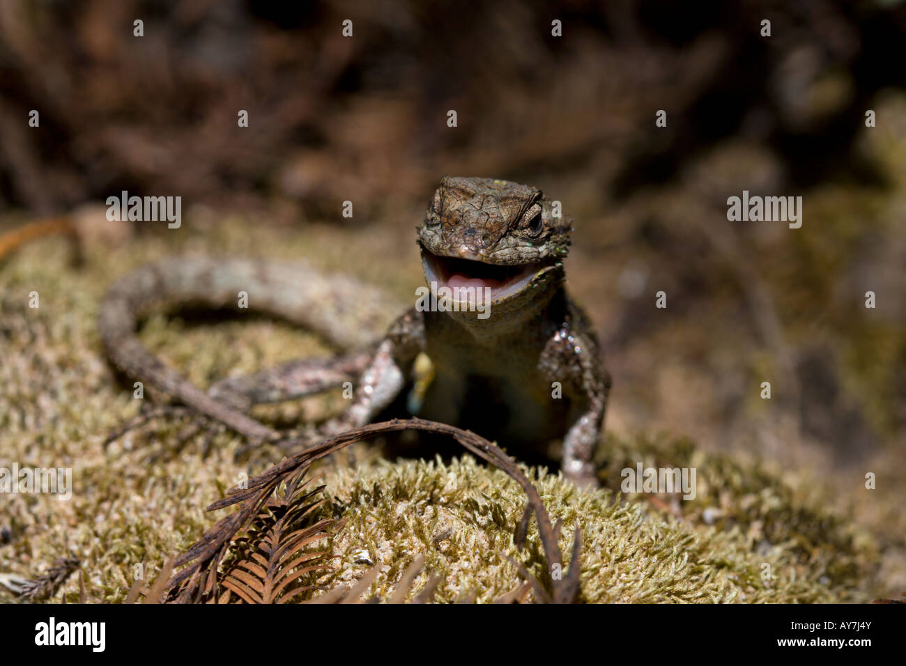 geco lizard Stock Photo - Alamy