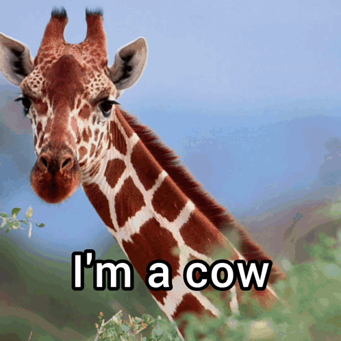 Giraffe Cow GIF - Giraffe Cow Antigiraffe - Discover & Share GIFs