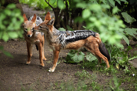 42252678-black-backed-jackal-canis-mesomelas--wildlife-animal.jpg