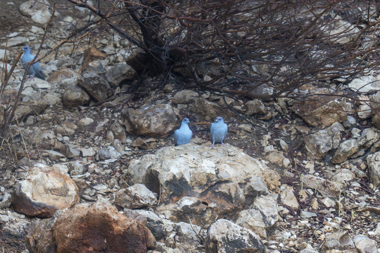 Somali-Pigeons-Somaliland-Mark-Beaman-E0732.jpg