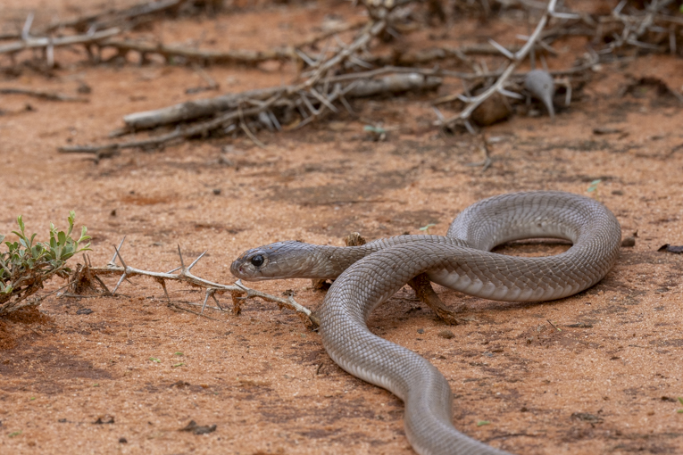 Red-Spitting-Cobra-Somaliland-Mark-Beaman-1641.jpg