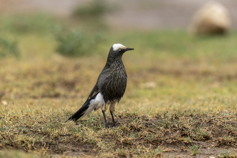 White-crowned-Starling-Somaliland-Mark-Beaman-0789.jpg