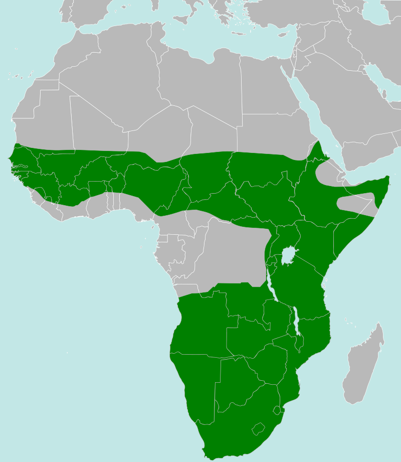 800px-Polemaetus_bellicosus_distribution_map.svg.png