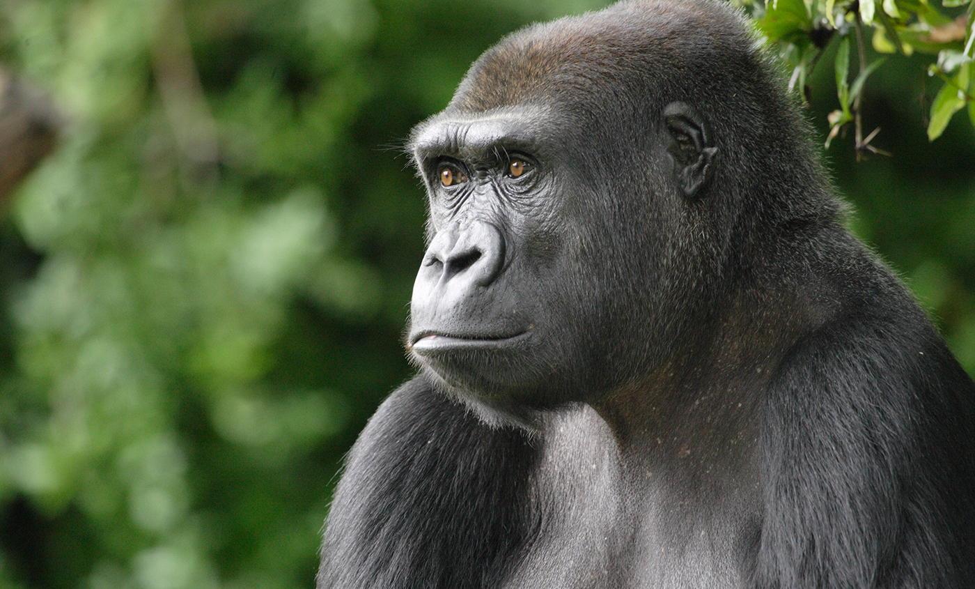 lowlandgorilla-004.jpg