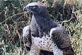 martialeagle-160x107.jpg