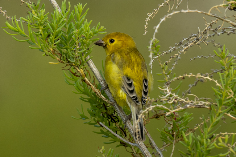 Arabian-Golden-Sparrow-Djibouti-Mark-Beaman-1641-1.jpg