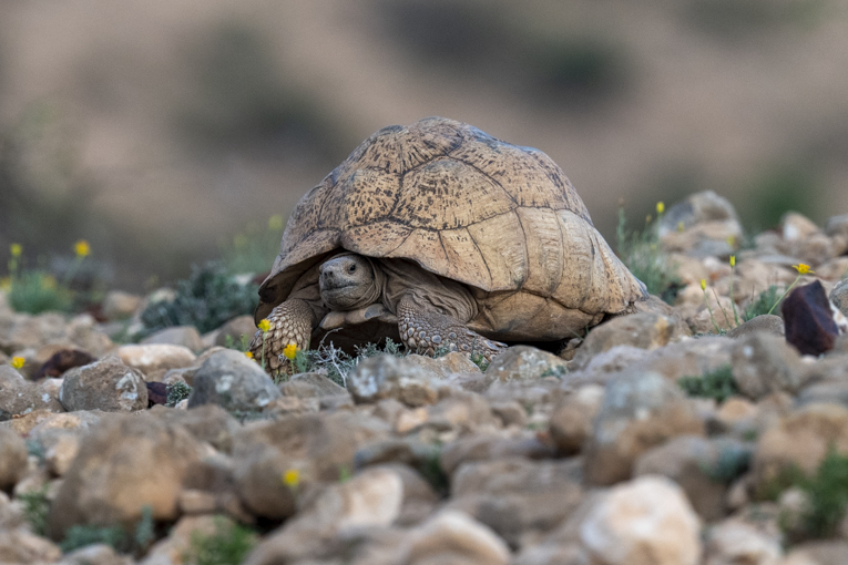 African-Spurred-Tortoise-Somaliland-Mark-Beaman-1078.jpg