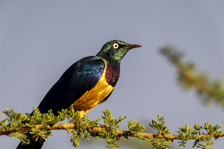 Golden-breasted-Starling-Somaliland-Mark-Beaman-2207.jpg