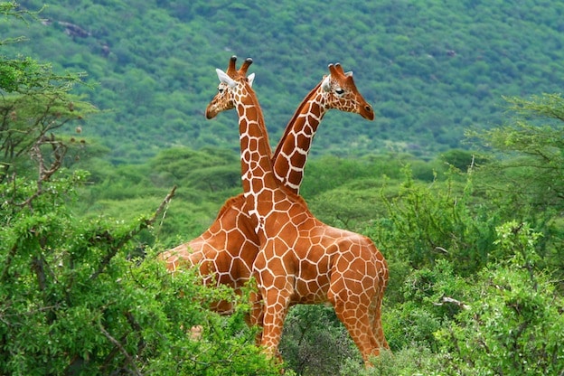 Reticulated-Giraffe_624.jpg