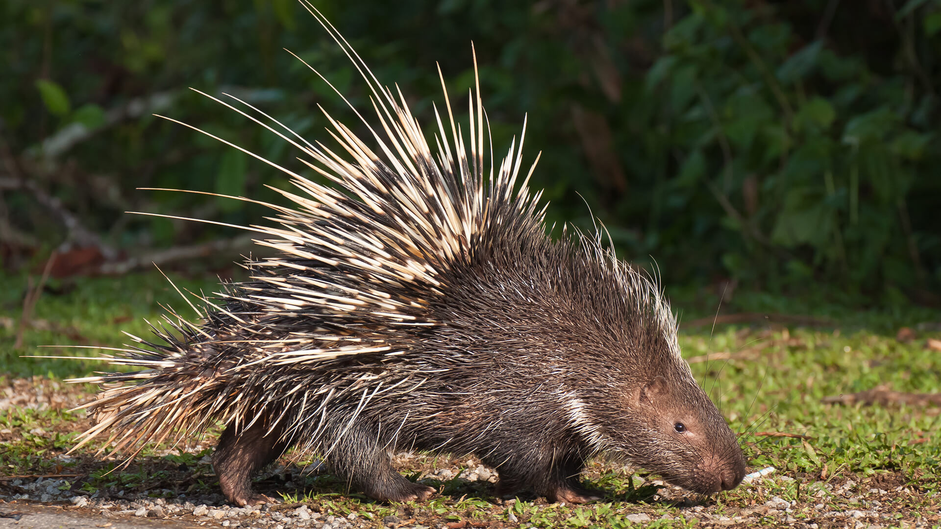 animals_hero_porcupine.jpg