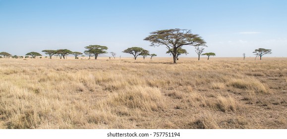 african-savannah-landscape-260nw-757751194.jpg