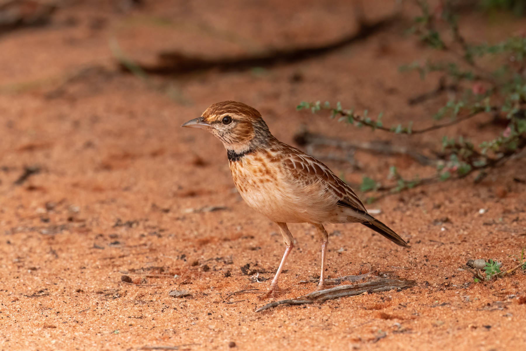 Collared-Lark-Somaliland-Mark-Beaman.jpg