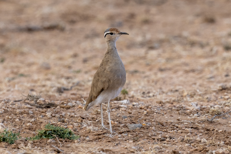 Somali-Courser-Somaliland-Mark-Beaman-0555.jpg