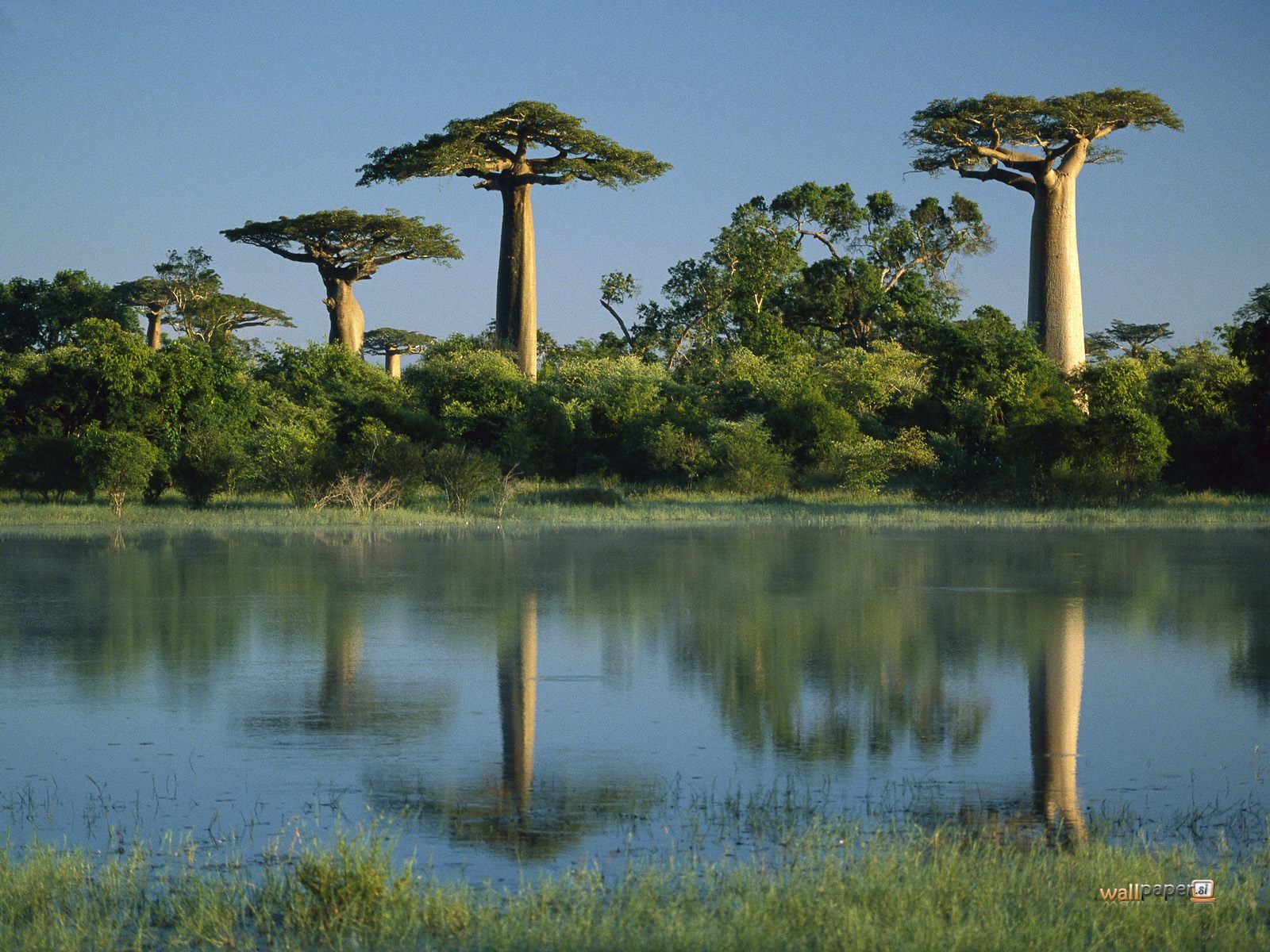 baobab-trees-reflected-in-wetlands-morondava-madagascar-wallpaper.jpg