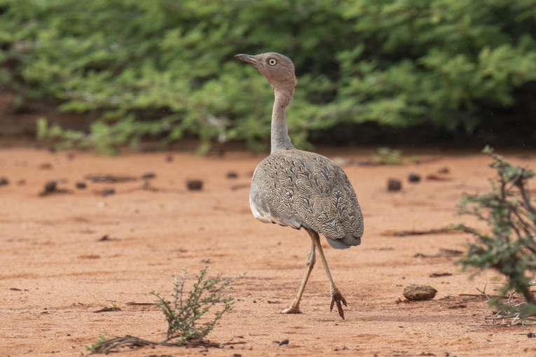 Buff-crested-Bustard-Somaliland-Mark-Beaman-0578.jpg