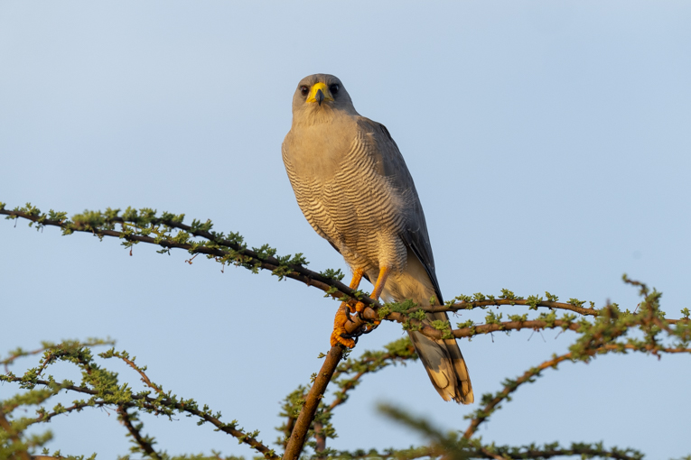 Eastern-Chanting-Goshawk-Somaliland-Mark-Beaman-1438.jpg