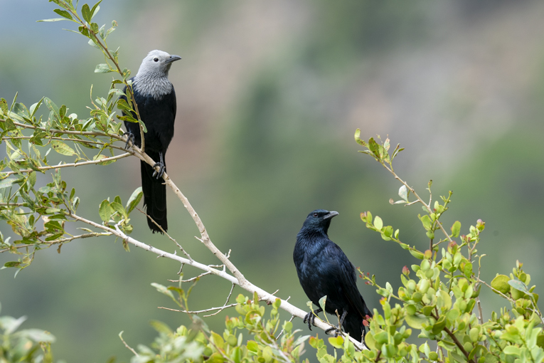 Somali-Starlings-Somaliland-Mark-Beaman-2006.jpg