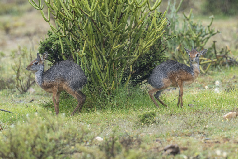 Salts-Dik-diks-Somaliland-Mark-Beaman-0723.jpg