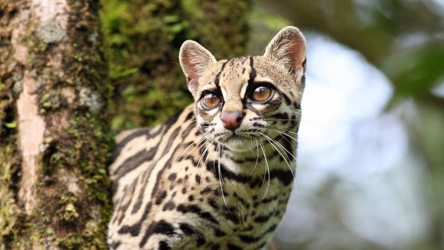 costarica_Ocelot.jpg