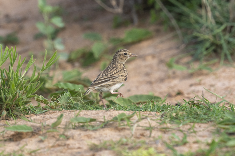 Somali-Short-toed-Lark-Somaliland-Mark-Beaman-0325.jpg