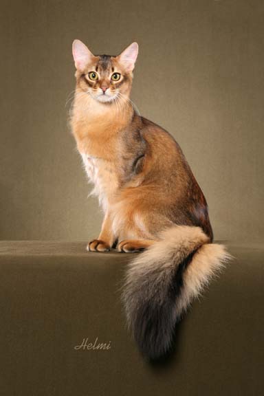 somali-cat-picture-1.jpg