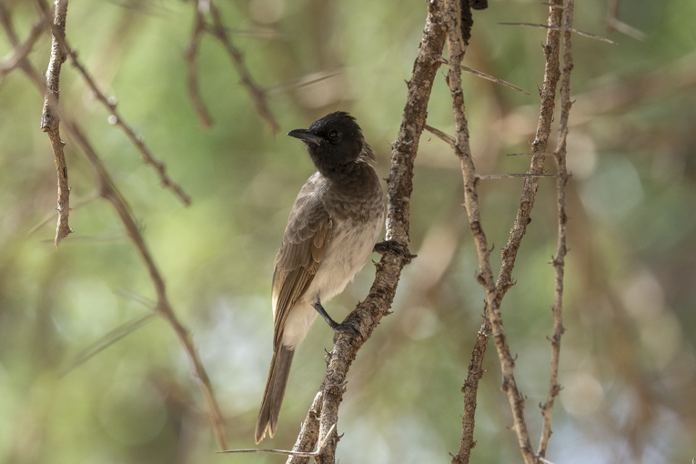 Somali-Bulbul-Somaliland-Mark-Beaman-0295.jpg