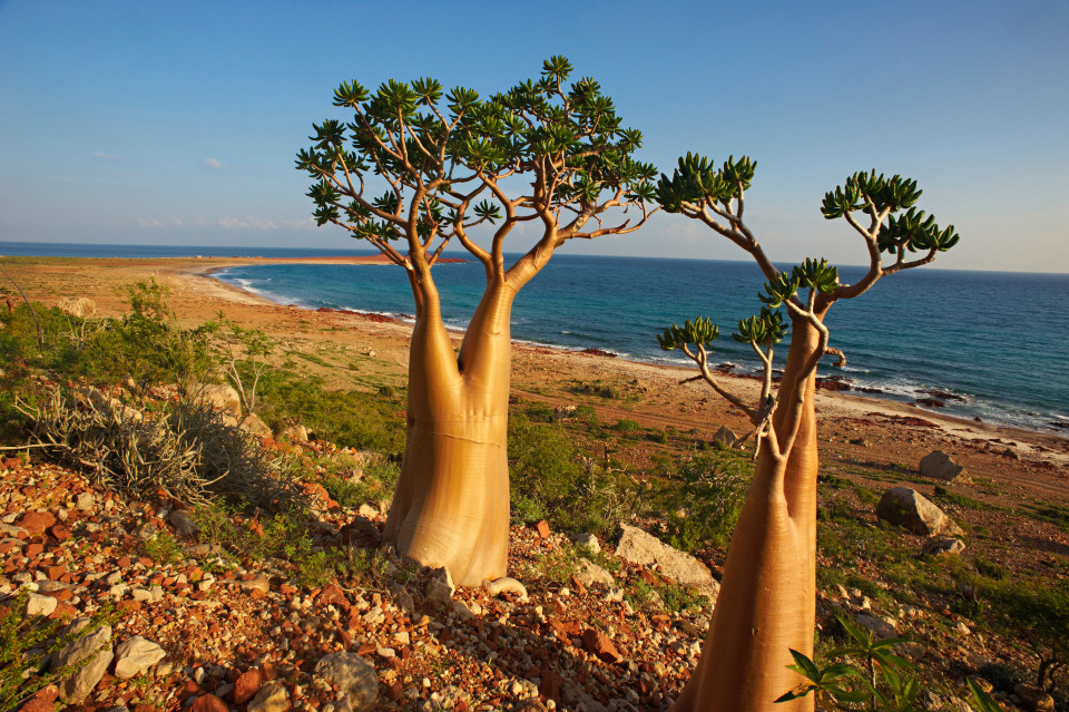 socotra-0.jpg