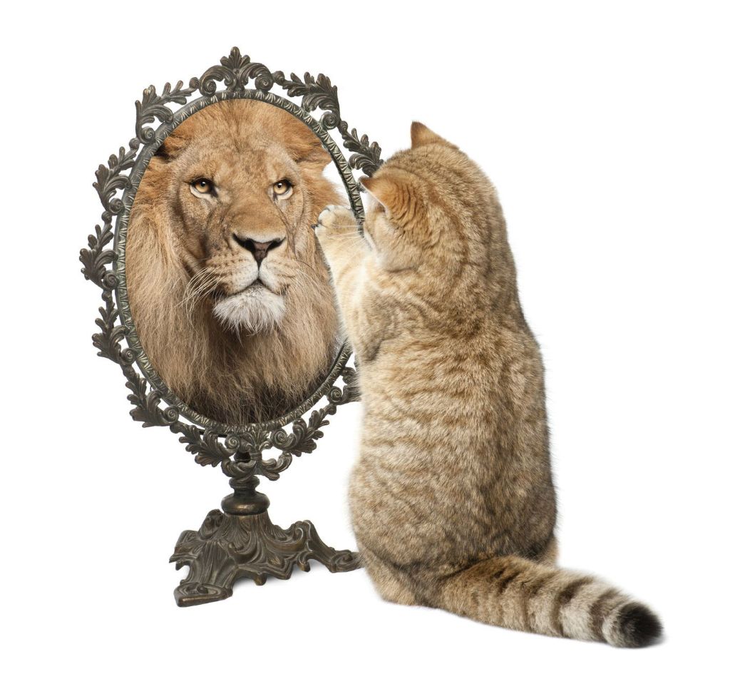 lion-mirror.jpg