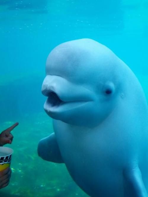 Squishy beluga :) | Beluga whale, Animals beautiful, Animals