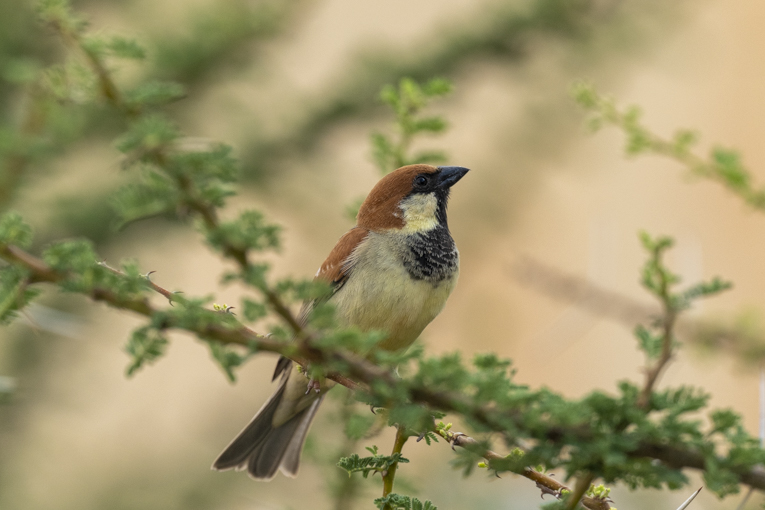 Somali-Sparrow-Somaliland-Mark-Beaman-2002.jpg