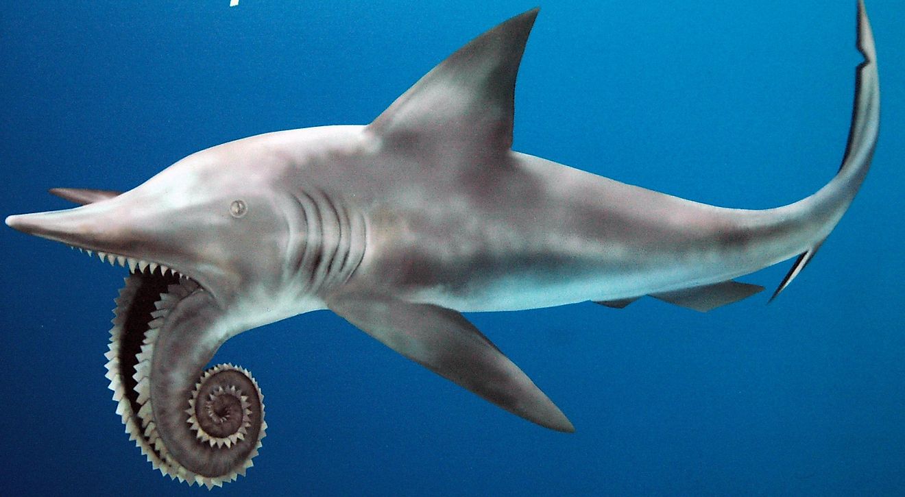 helicoprion-reconstruction.jpg