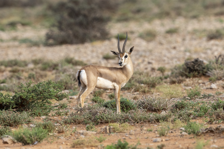 Spekes-Gazelle-Somaliland-Mark-Beaman-1866-1.jpg