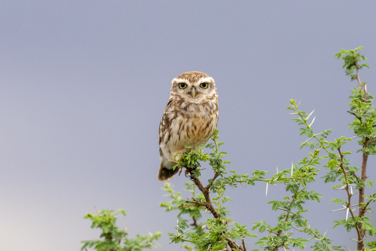 Ethiopian-Little-Owl-Somaliland-Mark-Beaman-0428.jpg