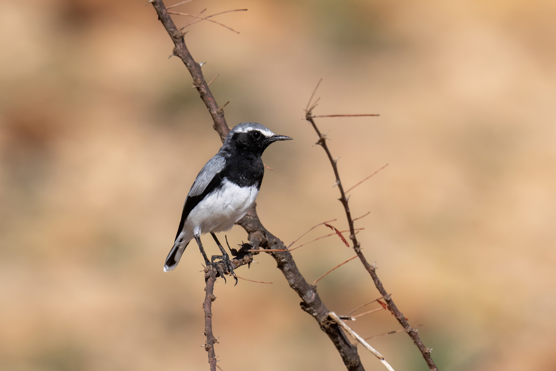 Somali-Wheatear-Somaliland-Mark-Beaman.jpg