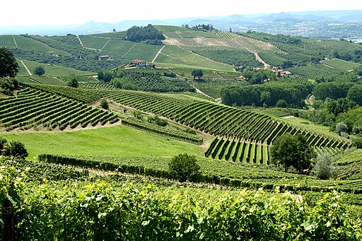 512px-Vineyards_in_Piemonte%2C_Italy.jpg