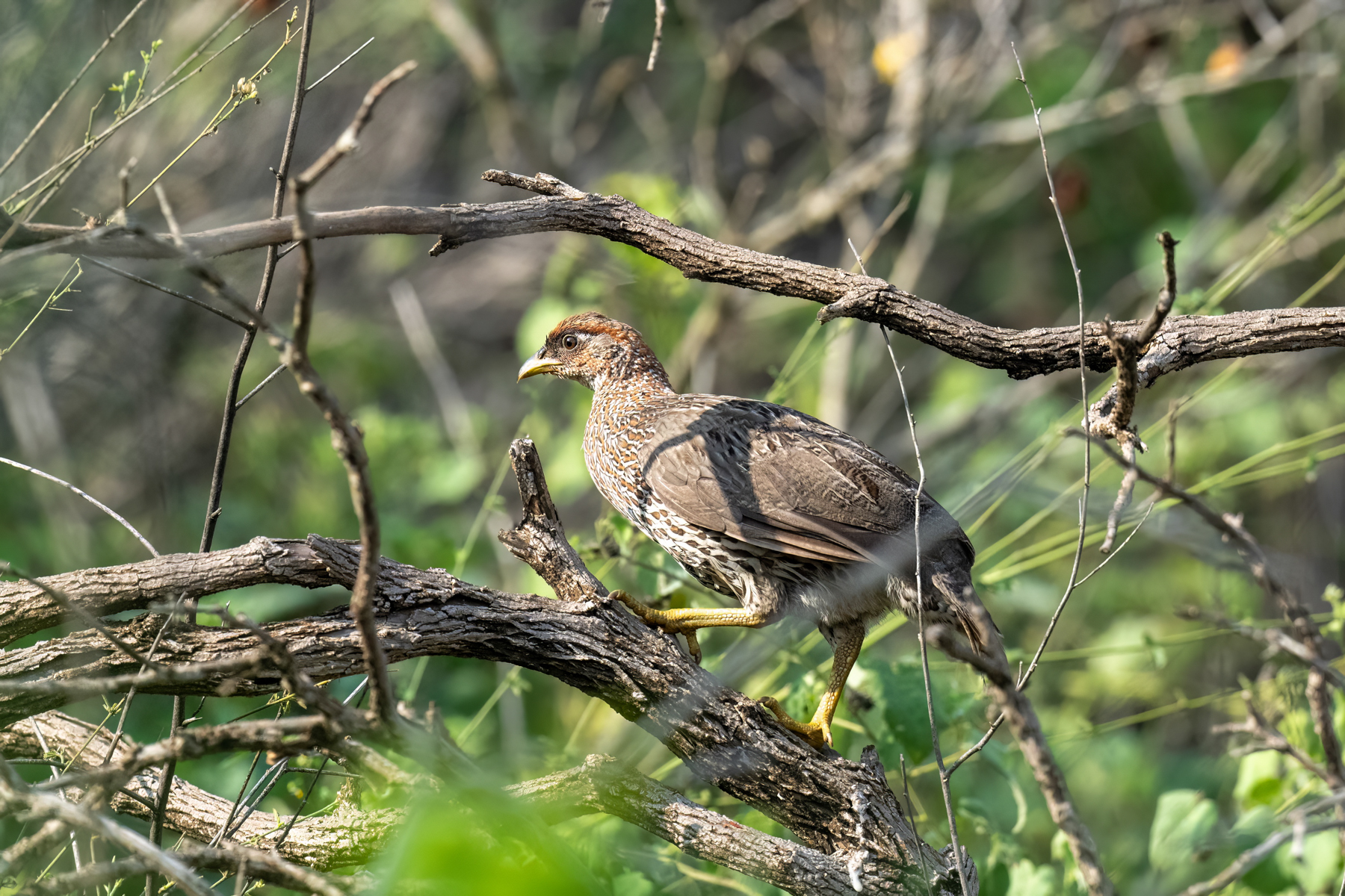 Djibouti-Francolin-Djibouti-Mark-Beaman.jpg