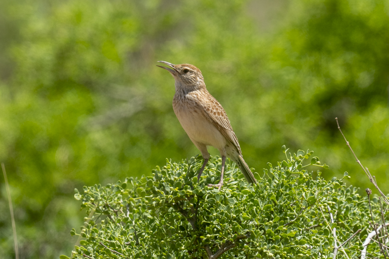 Somali-Lark-Somaliland-Mark-Beaman-0659.jpg