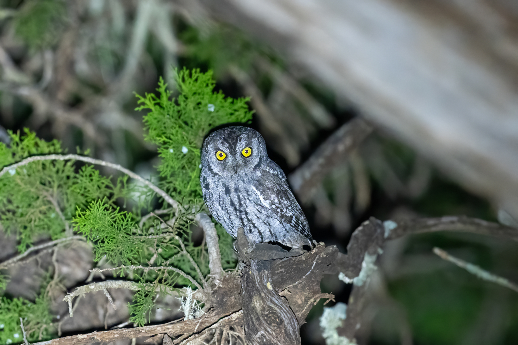 Daalo-Scops-Owl-Somaliland-Mark-Beaman.jpg