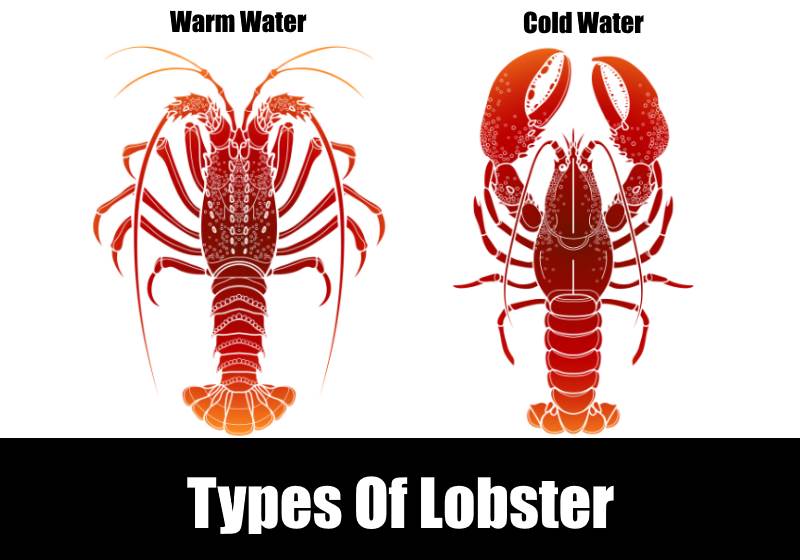 Warm-Water-Lobster-vs-Cold-Water-Lobster.jpg