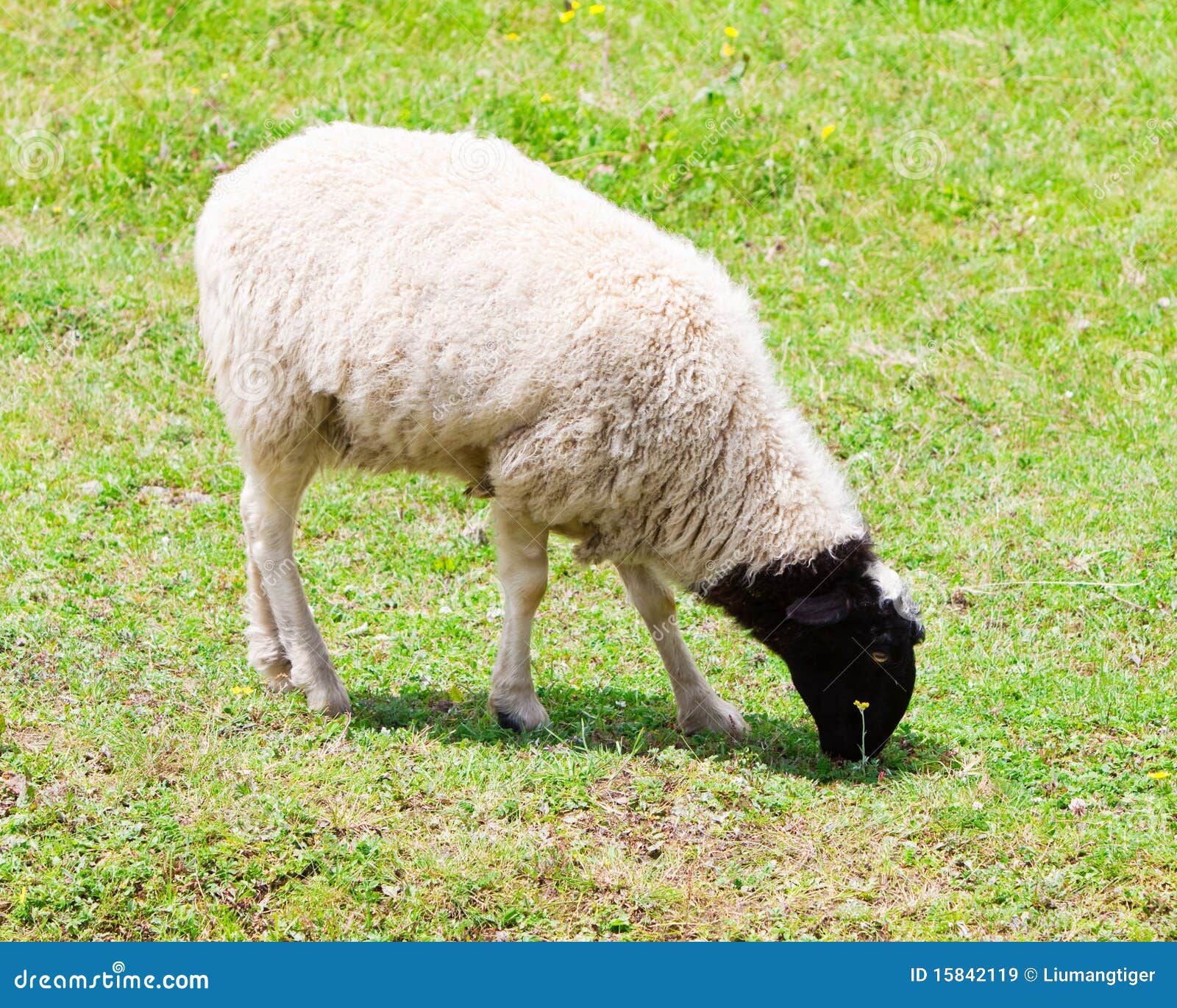 sheep-eating-grass-15842119.jpg