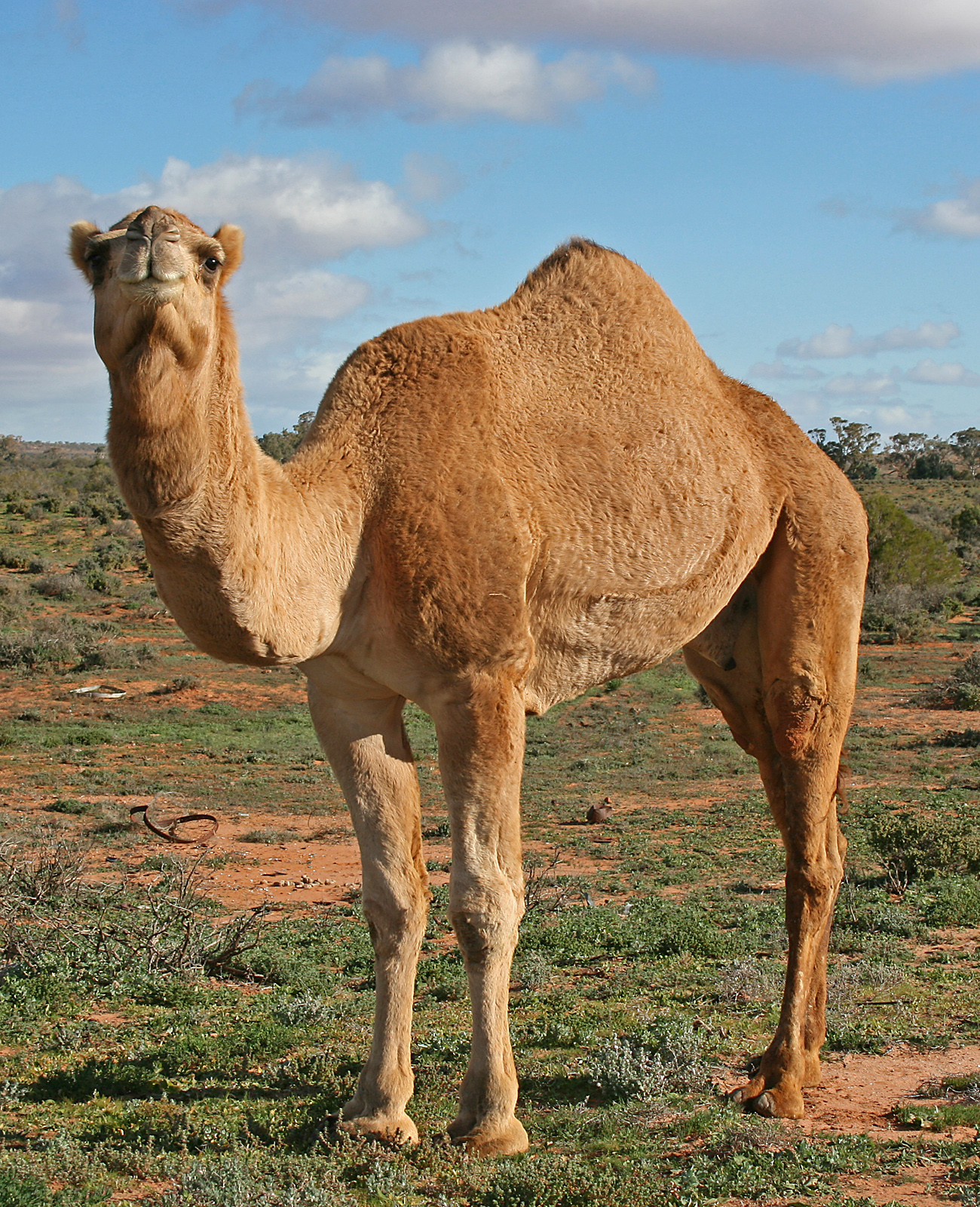 07._Camel_Profile,_near_Silverton,_NSW,_07.07.2007.jpg