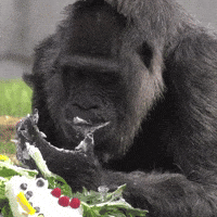 Happy Birthday Cake GIF by Storyful Happy Birthday Cake GIF by Storyful