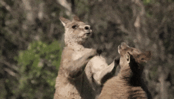 Fight Kangaroo GIF Fight Kangaroo GIF